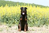 BEAUCERON 809